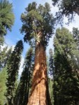 generalsherman