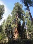 grandsequoia