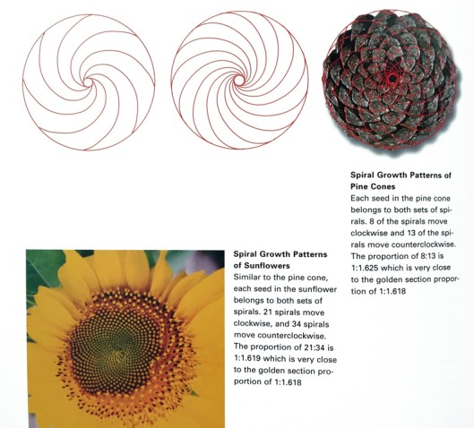 fibonacci1_pinecone_sunflower_web