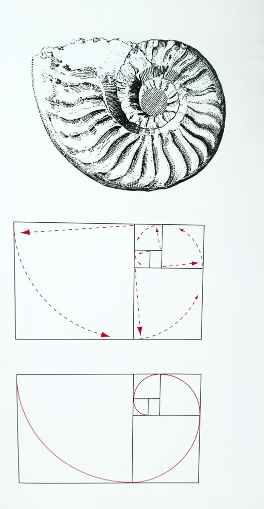snail_fibonacci1_web